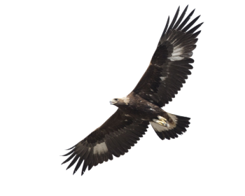 gold-eagle-flying