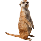 section-footer-meerkat