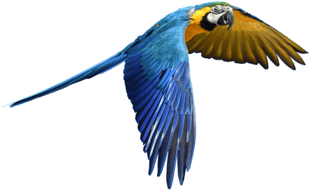 flying-blue-parrot