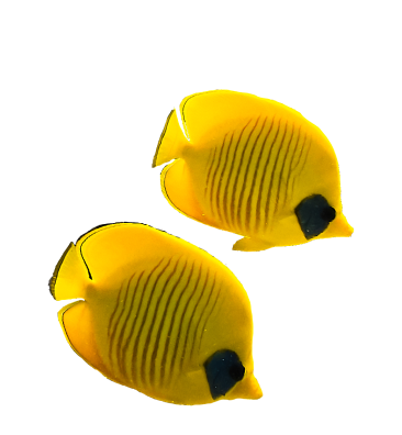 two-yellow-fish