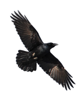 header-black-hawk-1
