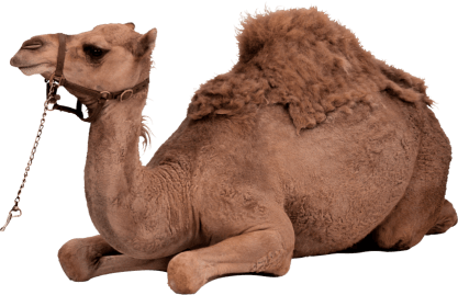 section-footer-camel-1