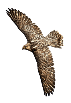 flying-falcon