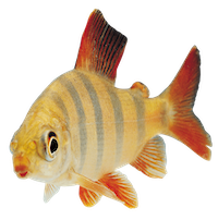 orange-and-yellow-fish