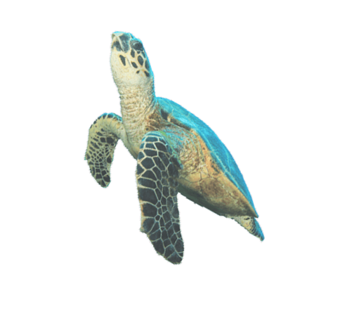 floating-turtle