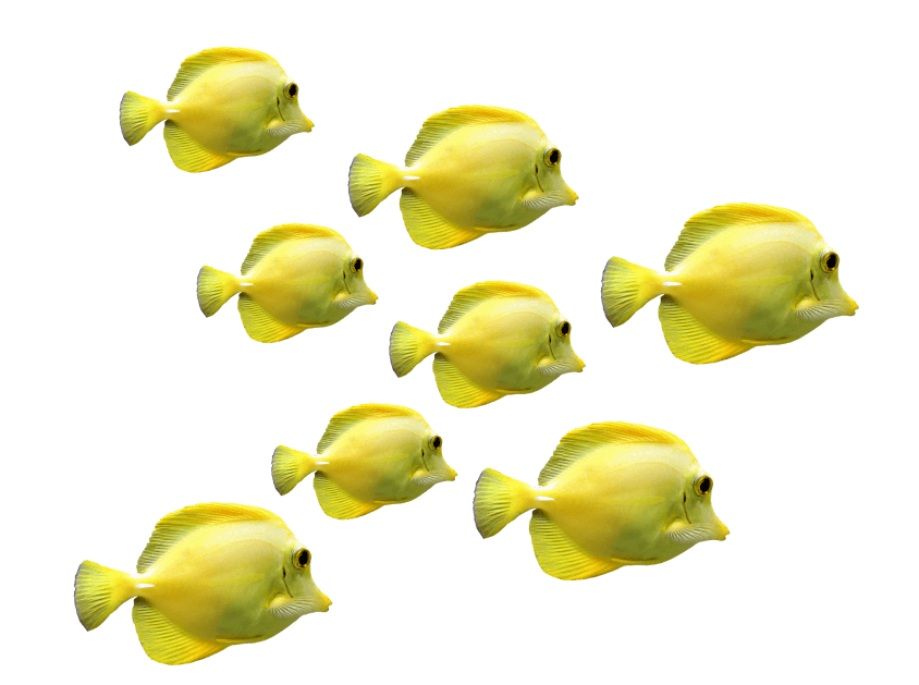 yellow-school-of-fish